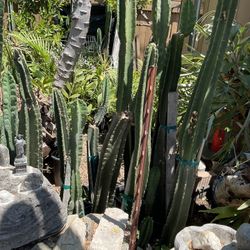 Cactus