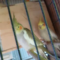 Cage For Birds