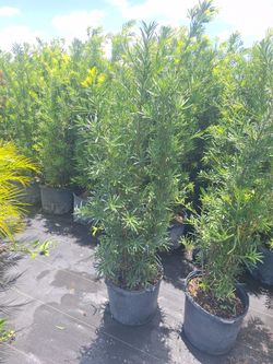 Japanese yew
