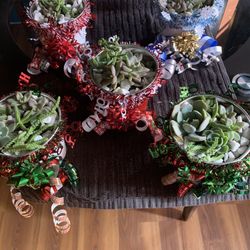 Holiday Succulent Arrangement