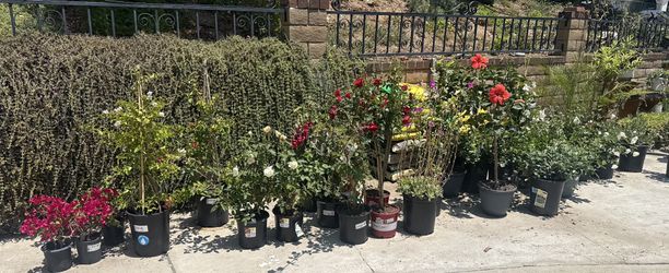 Plants For Sale At Amazing Prices!!🪴🌿🌻🥭🌷