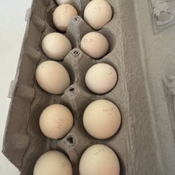 Fertile Silkie Hatching Eggs 