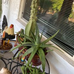 Aloe Verá Palm & Totem Potem $100