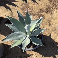 AGAVE