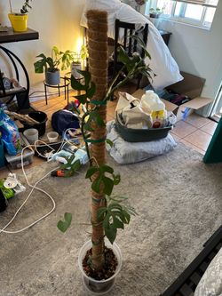 Rhaphidophora tetrasperma “mini monstera”