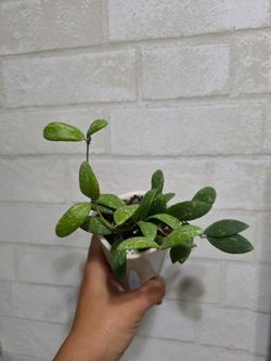 Hoya VL9