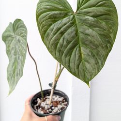 Collector's Plant: Philodendron Sodiroi 4" Pot - Indoor House Plants