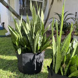 Snake Plant- 10 Gallon Grow Bag