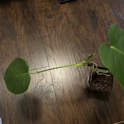 Monstera Deliciosa Plant