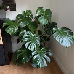 Monstera Deliciosa split leaf Plant/ House Plant / Indoor Plant Flower Patio Garden Starter 