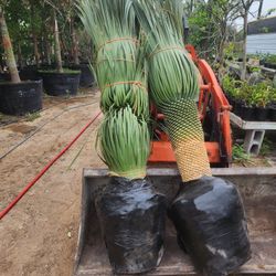 Yuccas Rotratas Palm 