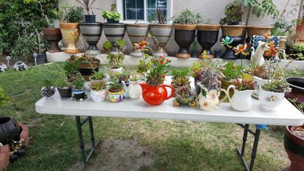 Mother's day plants sale