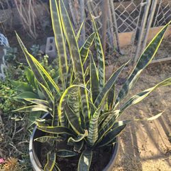 Snake Plants