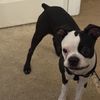 Darla 
