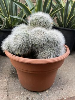 MAMMILLARIA HAHNIANA CACTUS PLANT aka “Old lady cactus”