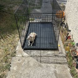 Fold Up Dog Cage