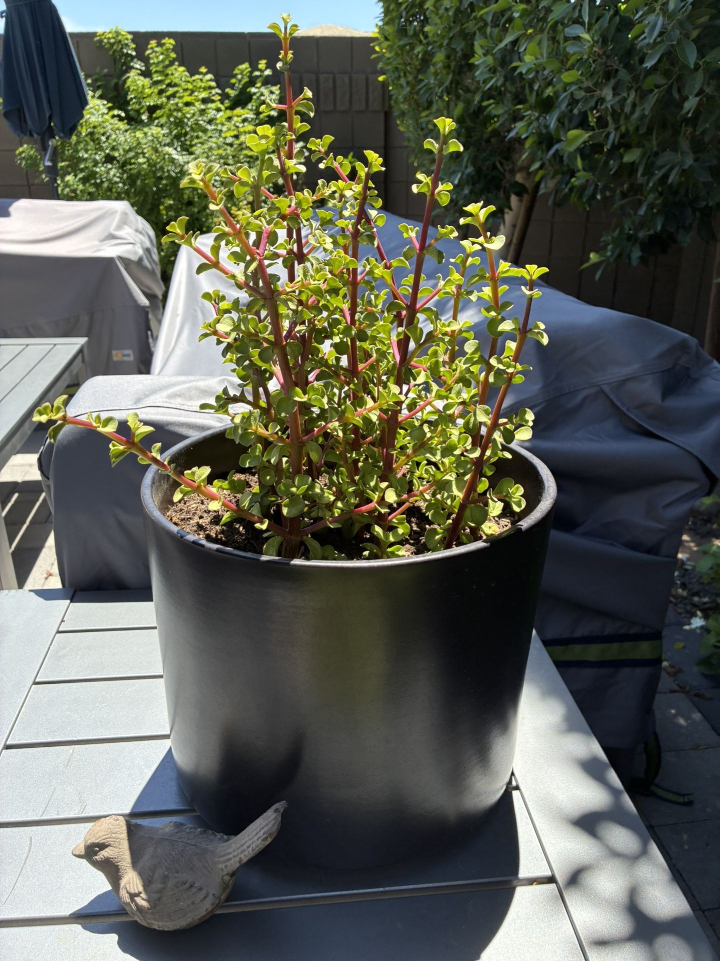 Elephant Plant+pot