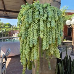Hanging Donkey Tail Suculent Plant 