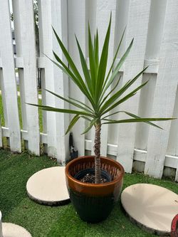 Potted Yucca Plant in Ceramic Planter
