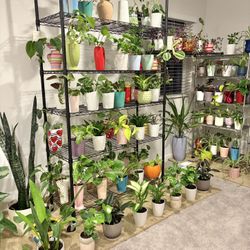 Indoor Plants Sale 15% OFF