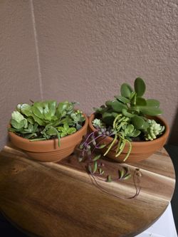 Set of 2 Mini Clay pots with Variety of Live Succulents