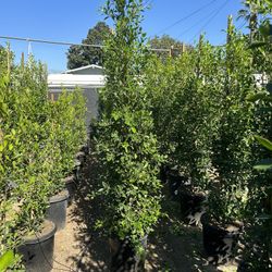 Ficus Nitida Privacy Hedge