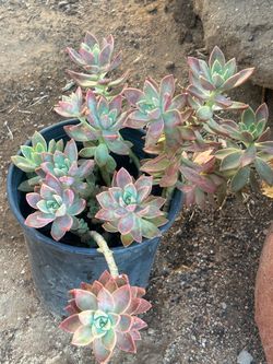 Succulent