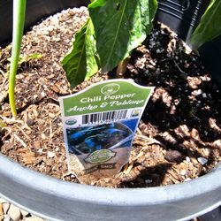 Chilli Pepper Organic