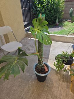 Monstera split leaf
