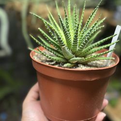 Haworthiopsis Attenuata Plants 🪴🌿