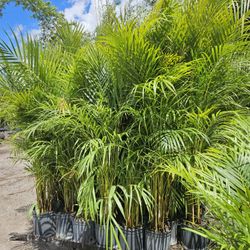 arecas over 4 feet tall Instant privacy Hedge for fence  orders from 20 or more qty