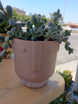 Planta