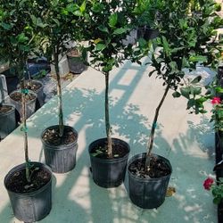 grafted gardenias grafted 3gallon 4ft Tall