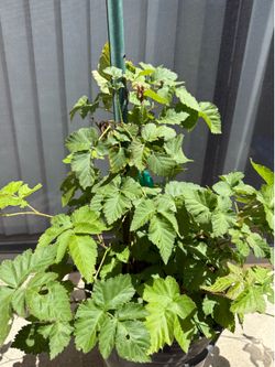 Raspberry plant