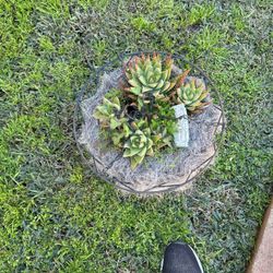 Succulents 