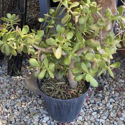 Jade Plant
