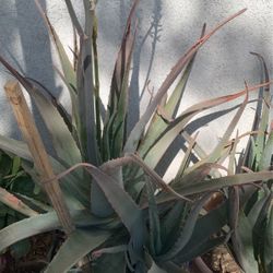 Large Vera For $10