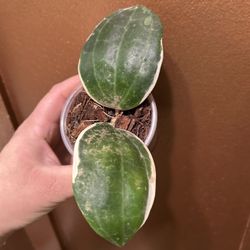 Hoya Latifolia Albomarginata