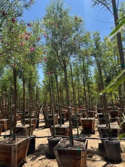 Desert willow tree 24” box fast growing and drought tolerant
