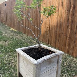 Texas Lilac Chaste Tree Vitex Fragrant Purple Flowers