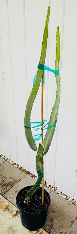 Dragon, fruit, plant