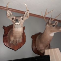 Whitetail Mounts