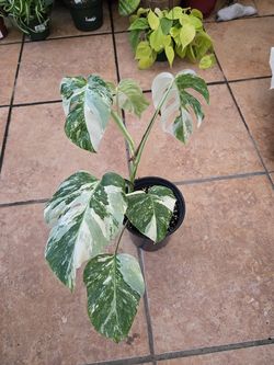 Monstera 'White tiger '