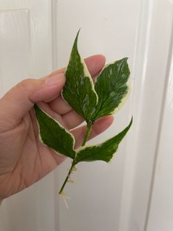 Albo Polyneura plant CUTTING- active roots