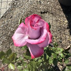 Rose Bush
