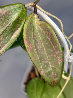 Hoya Verticillata with pink splash