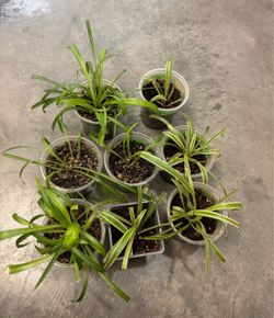 Spider Plant Cuttings in Small Pots