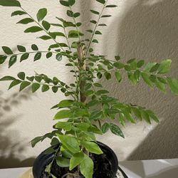 Bushy Established Curry Leaf Tree