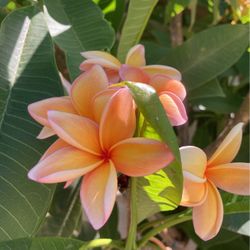 Plumeria