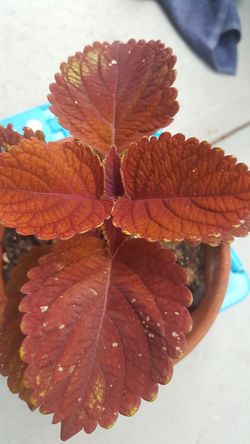 Perennial so beautiful flowers in the pots